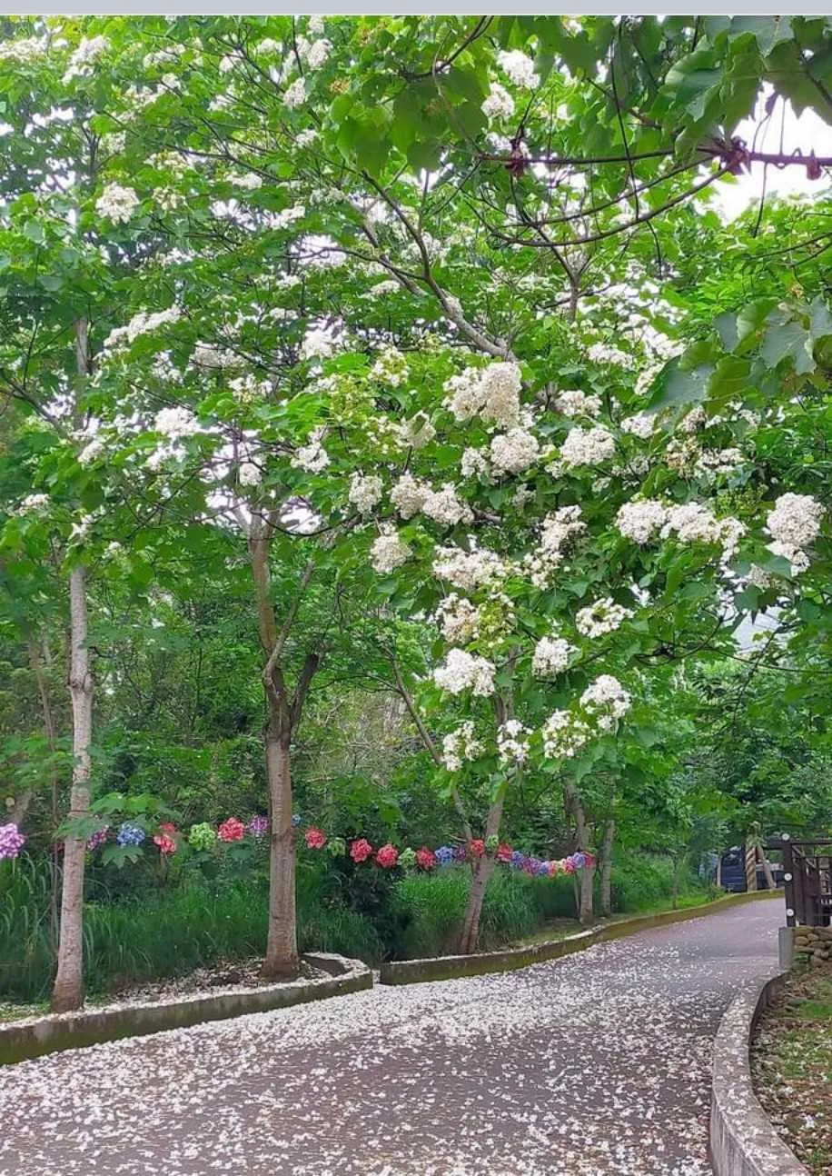 2026彰化桐花祭於4月18日至5月3日登場,串聯八卦山脈多處賞桐景點,邀請民眾走入山林健行賞花。彰化縣政府提供