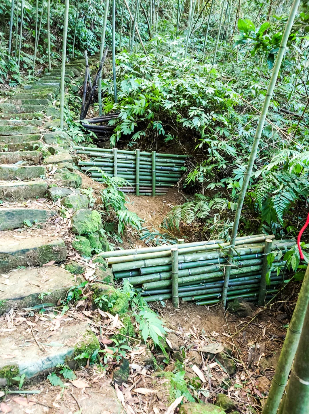 北埔大南坑的千段石階被土石沖刷,就地取村用桂竹舖設防水切割。陳權欣攝