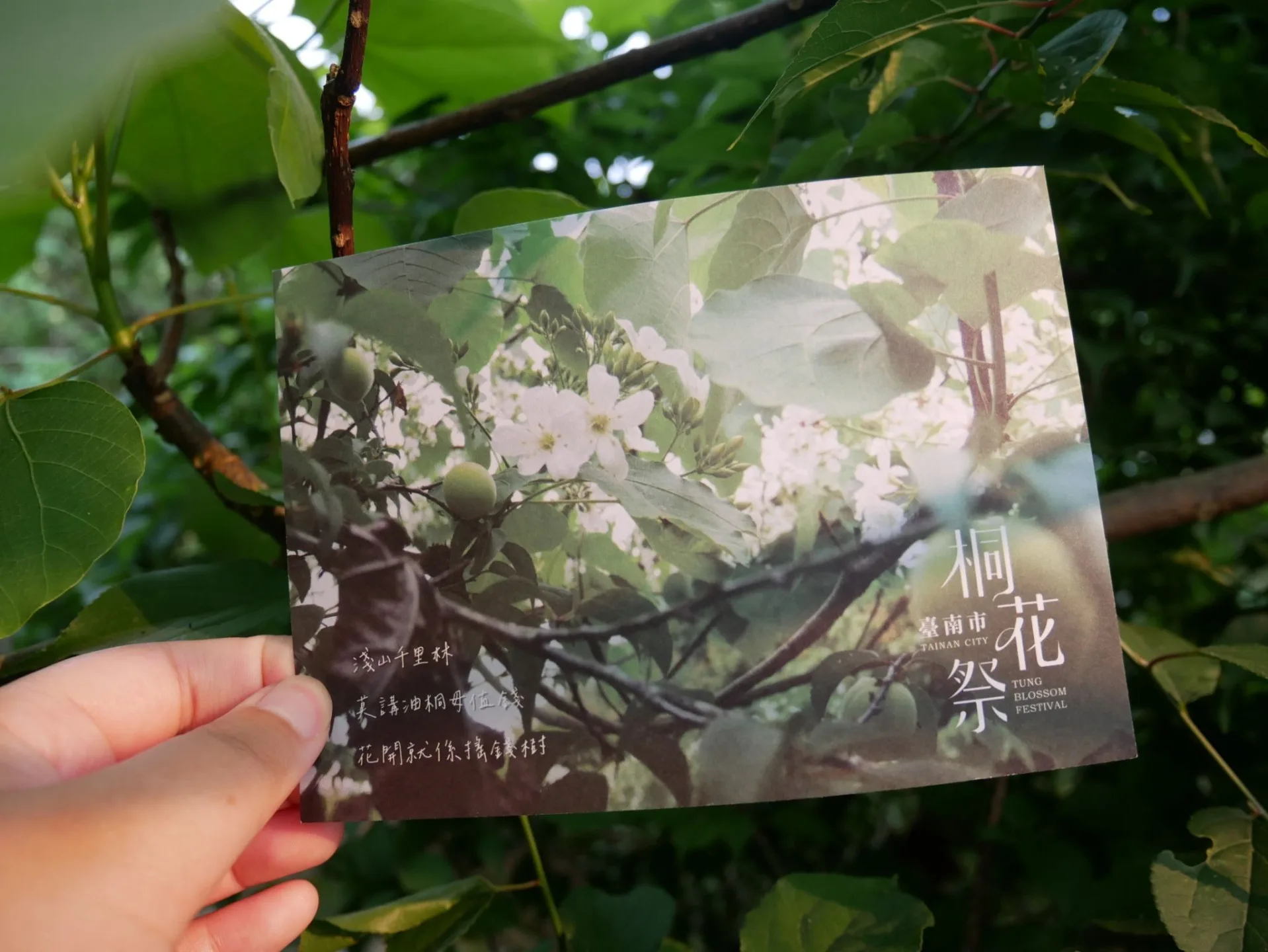 每年3、4月份是臺南梅嶺桐花盛開季節,也是梅子的產季。臺南市客委會提供