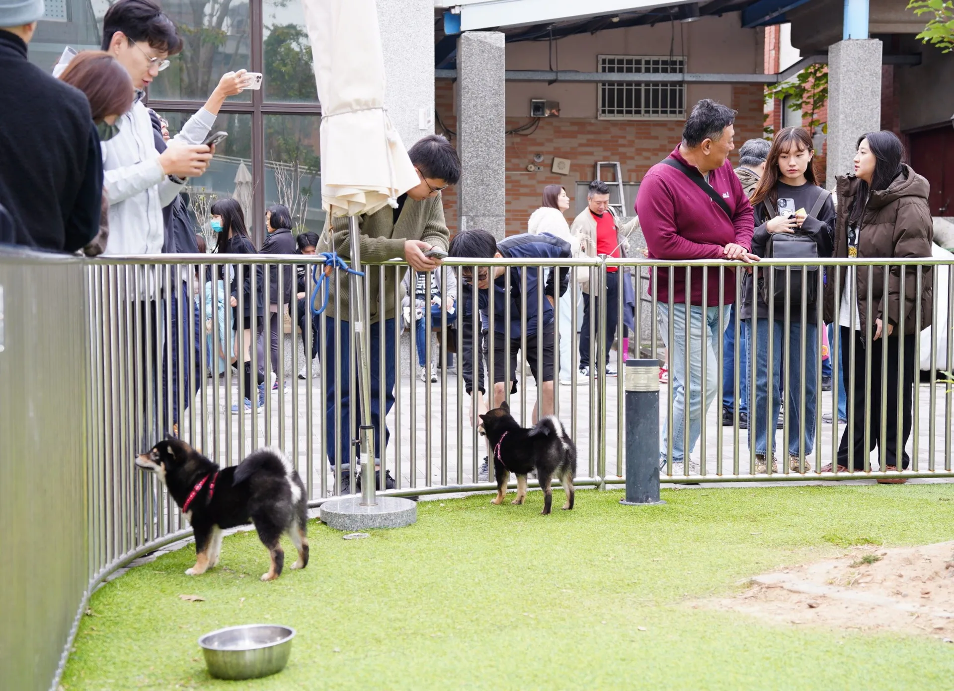 新竹縣為鼓勵民眾領養流浪動物，推出「浪愛回家醫把罩」計畫，認養醫療補助每隻最高3,000元。新竹縣動保所提供