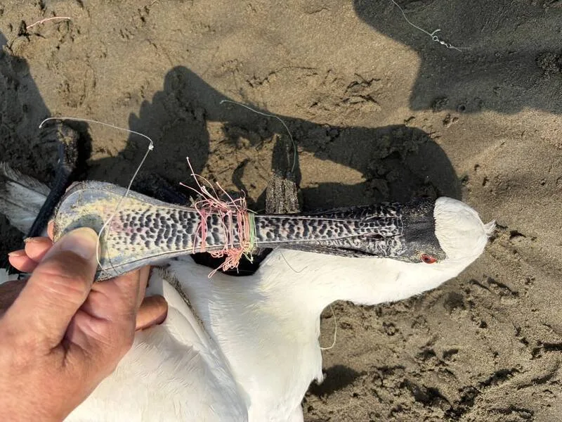 黑面琵鷺嘴、腳纏魚線,北返倒臥後龍海岸不治。苗栗縣政府提供