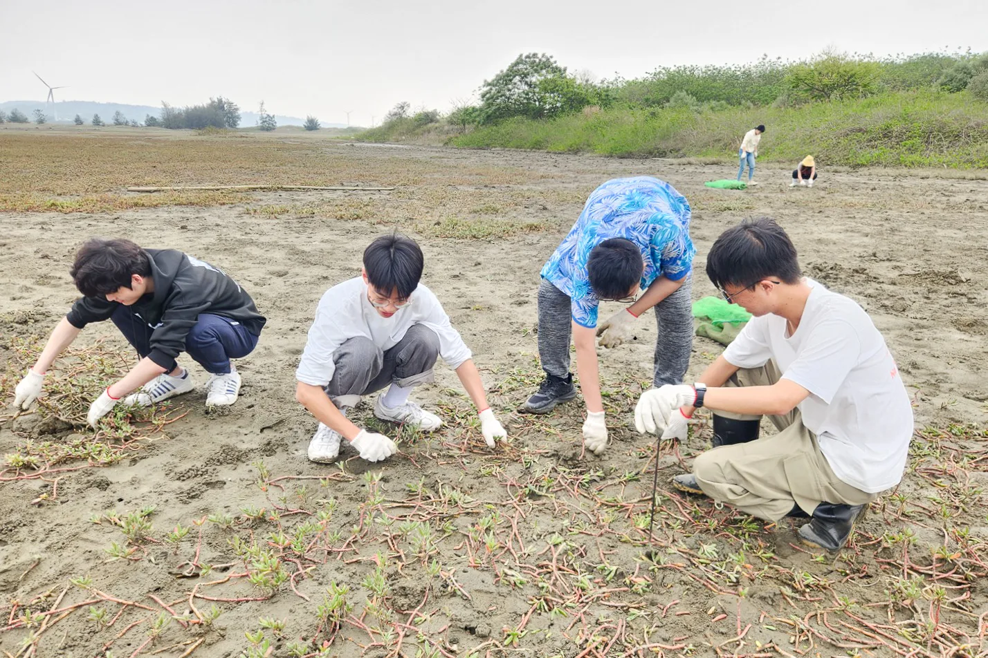 清除海馬齒可恢復開闊灘地,改善台灣旱招潮棲地。新竹市政府提供