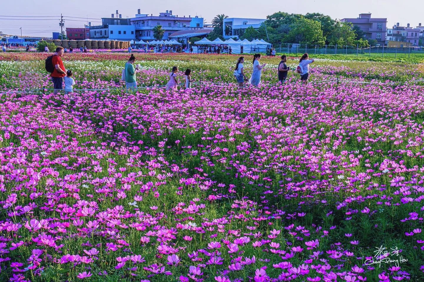 竹北鳳岡首波波斯菊花海盛放。竹北市公所提供