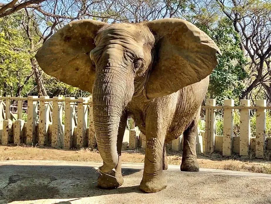 陪伴壽山動物園走過半個世紀、承載無數高雄人童年回憶的非洲象「阿里」今年二月離世。翻攝自壽山動物園FB