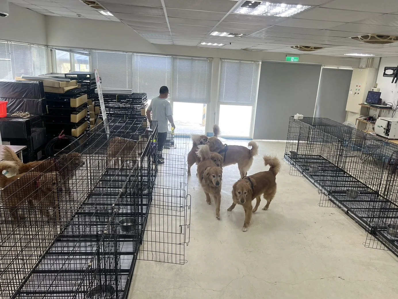 苗栗縣西湖鄉網紅餐廳爆出疑似虐狗風波,動防所依法對案內犬隻採取預防性保護扣留。苗縣府提供