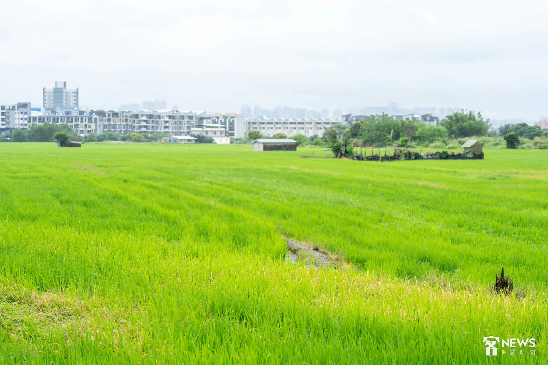 遠方住宅林立，隨科學園區發展與地價上漲，農地逐漸轉為住宅開發。朱愷元攝