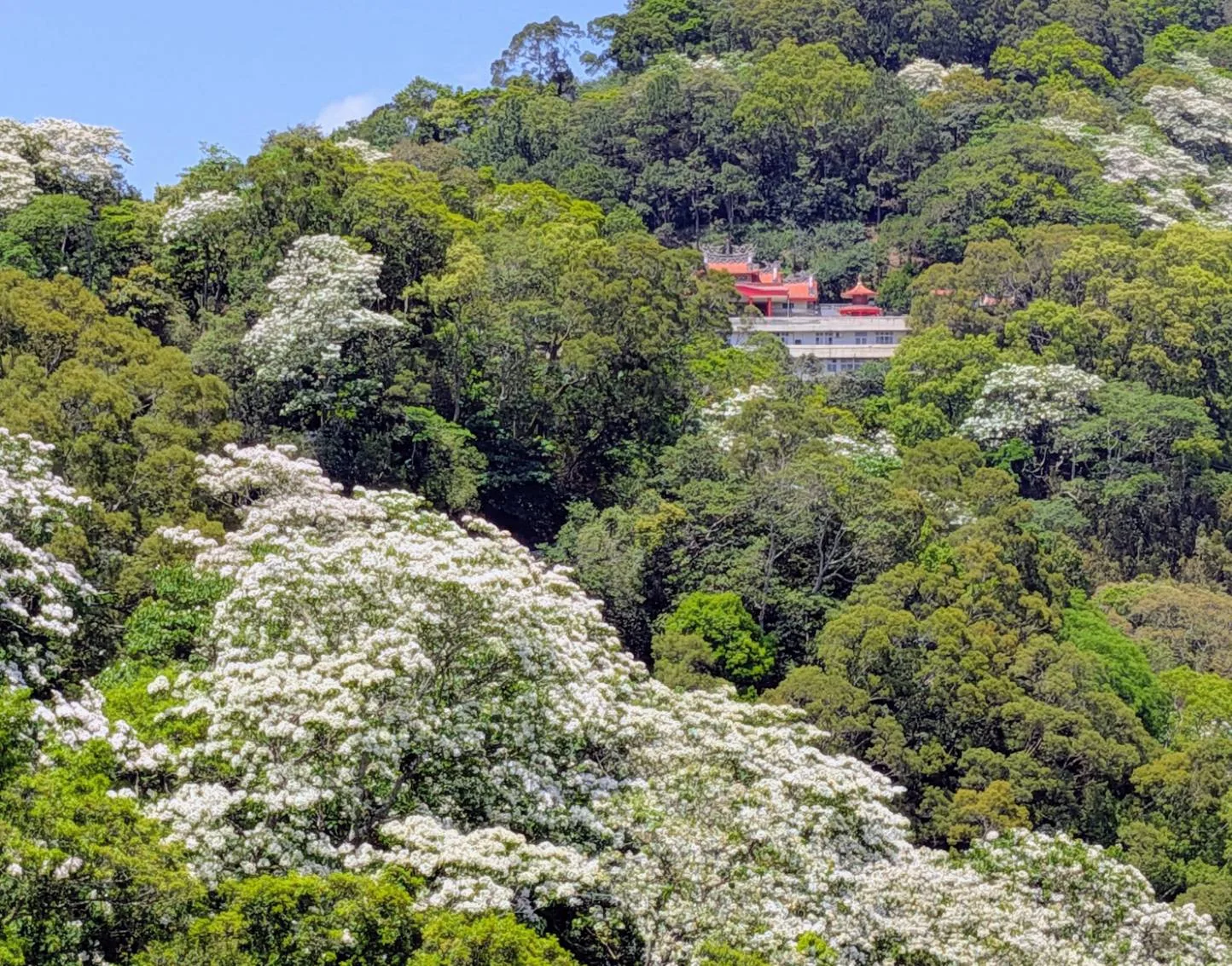 台灣桐花比相思花蕊開得早些,苗栗獅潭協雲宮的紅瓦廟宇,與山下雪白的桐花,紅白輝映。何來美攝