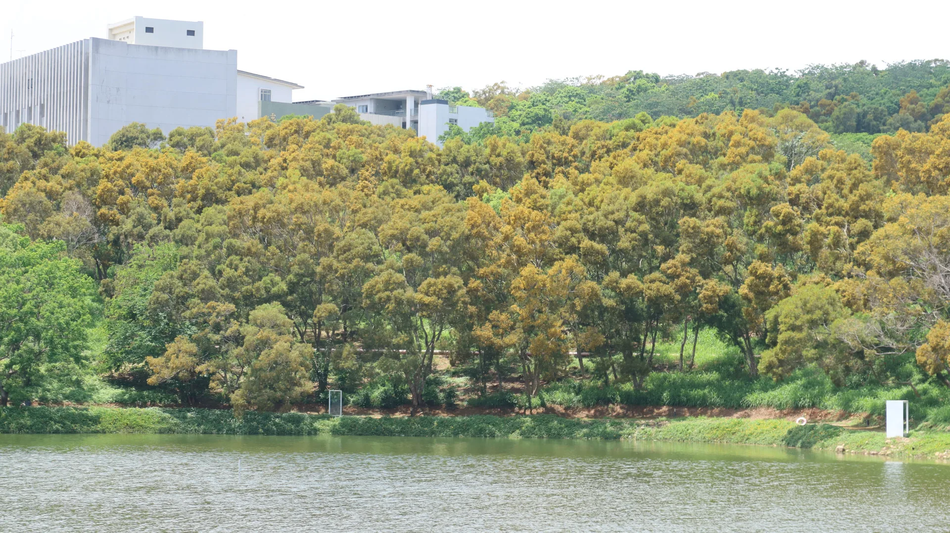 苗栗聯合大學八甲校區大學湖畔的相思花海。何來美攝