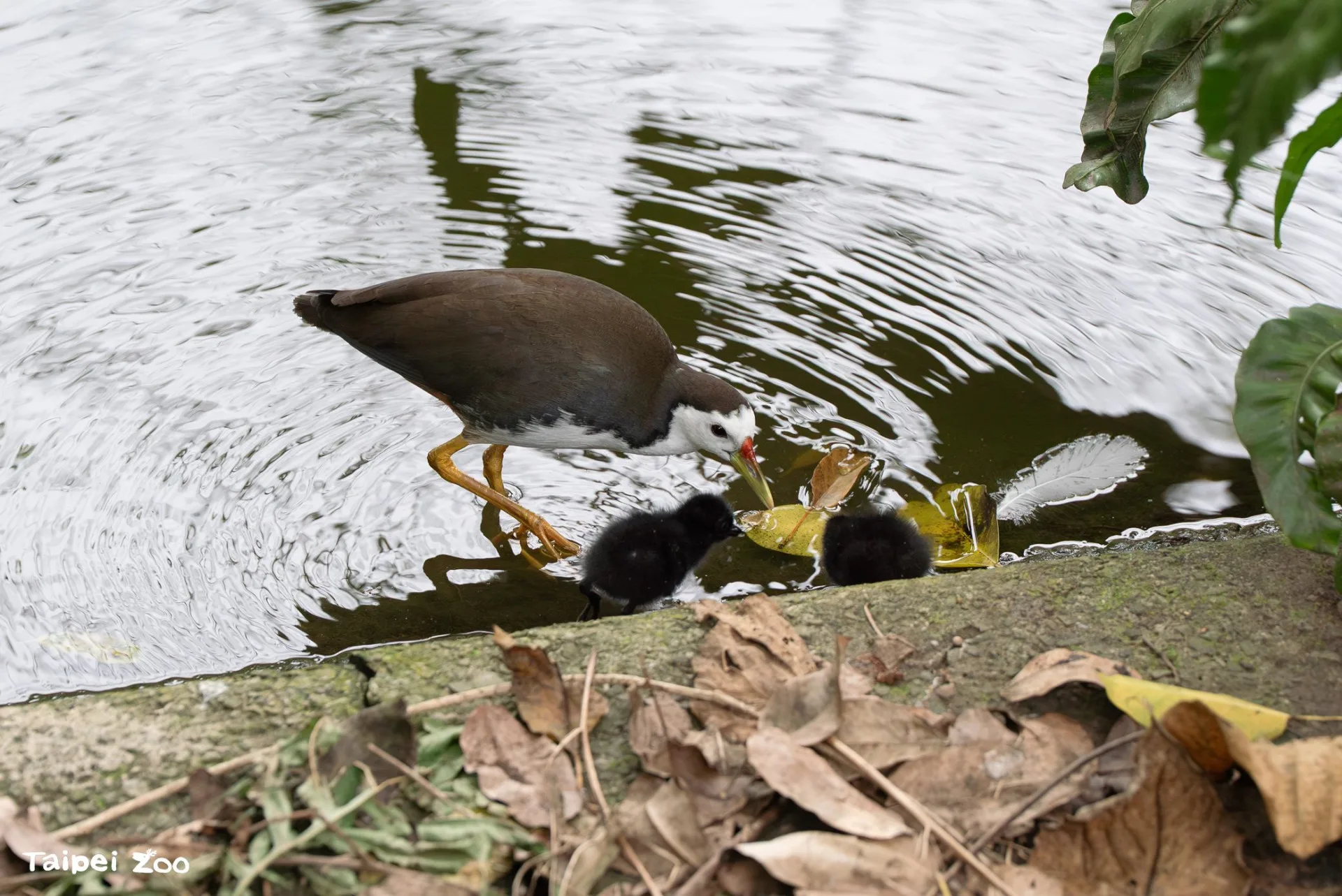 白腹秧雞寶寶緊跟親鳥活動、覓食。北市動物園提供