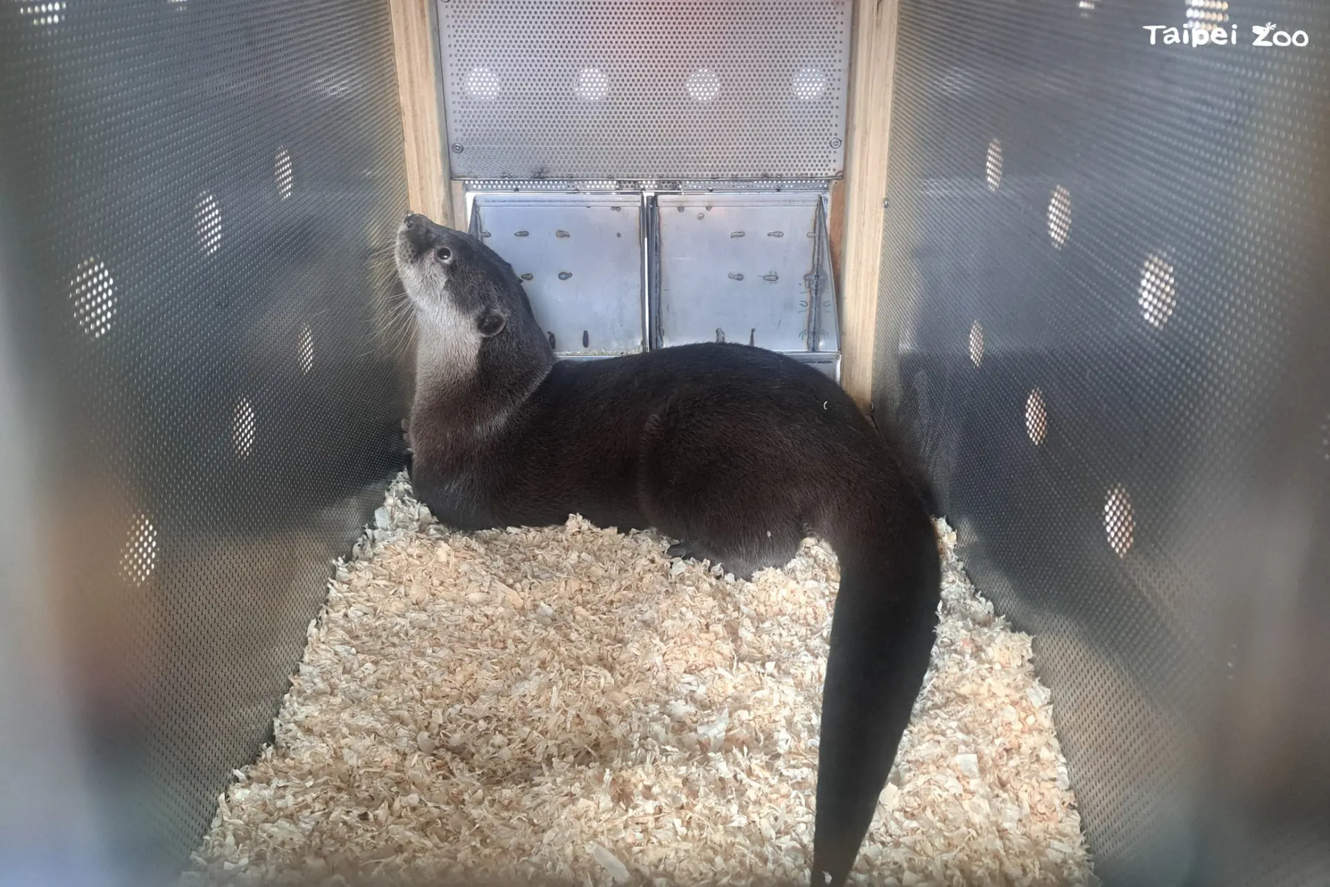 小爪水獺(Asian Small-clawed Otter)是體型最小的水獺。北市動物園獸醫室提供