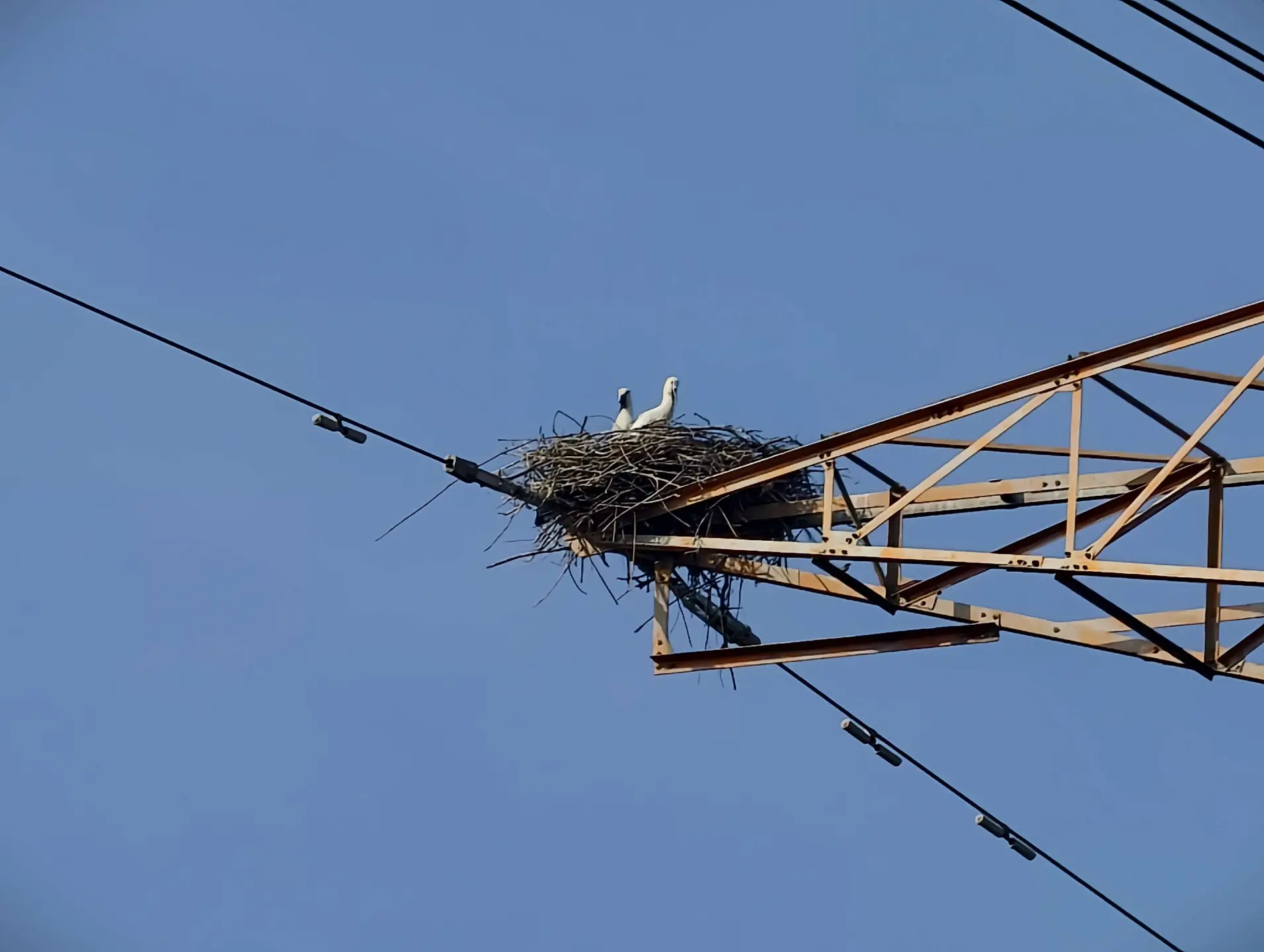 全世界僅存3000多隻的東方白鸛，近日於濁水溪沿岸麥電輸電高壓電塔築巢並成功孵化幼鳥，為台灣首度記錄於自然環境中完成繁殖。雲林縣政府提供