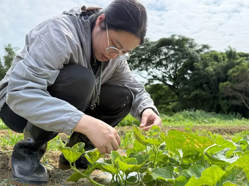 觀音農會聘26歲「植物醫生」　每月上百件諮詢農友讚可靠