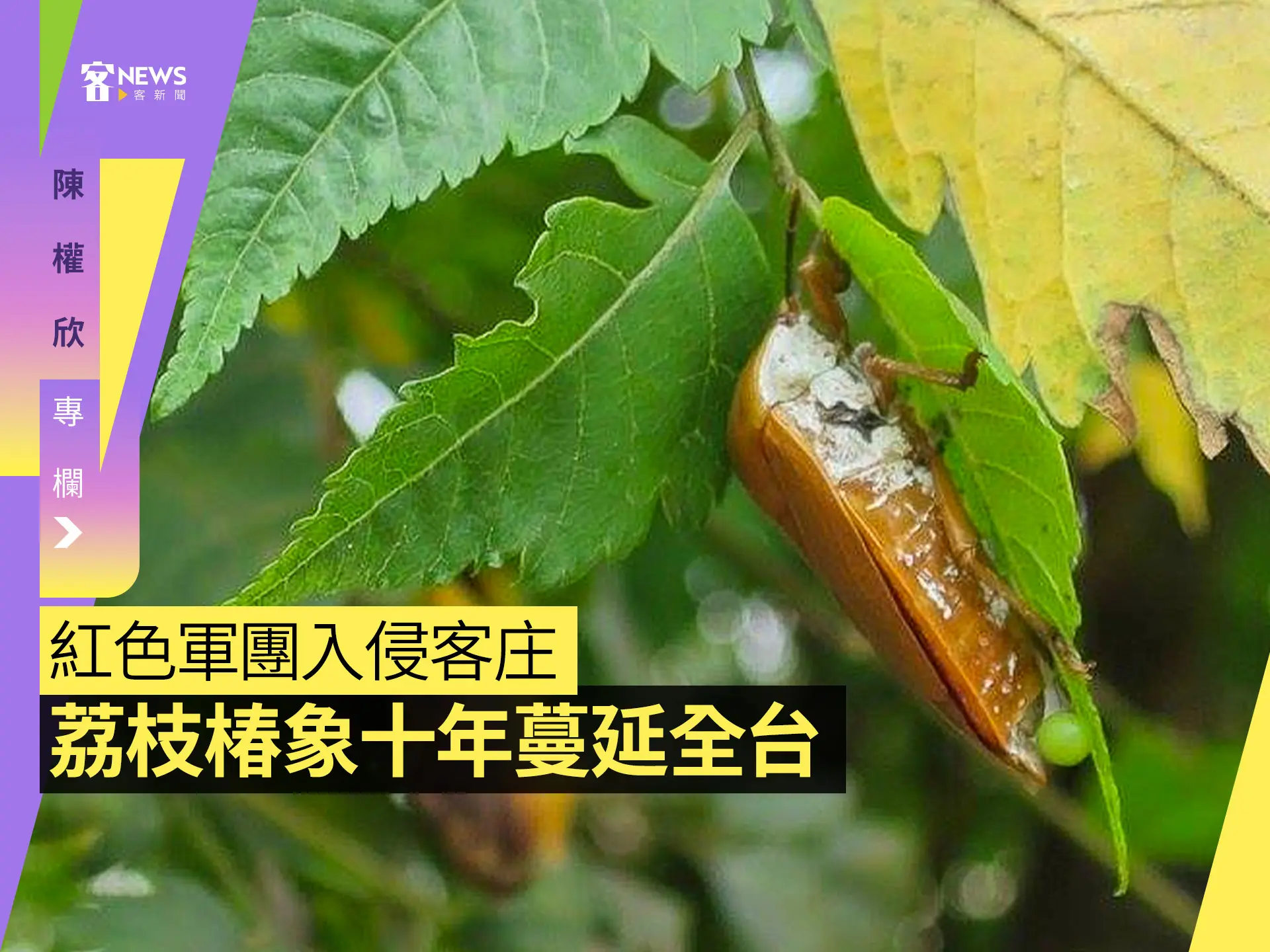 陳權欣專欄／紅色軍團入侵客庄　荔枝椿象十年蔓延全台