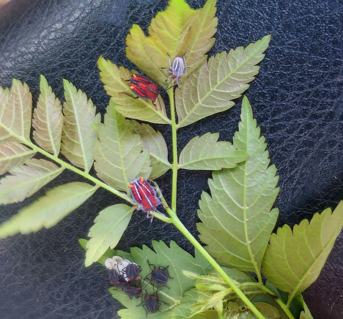 在樹枝背後的四齡若蟲變成紅色，背上有三條白線。陳權欣攝