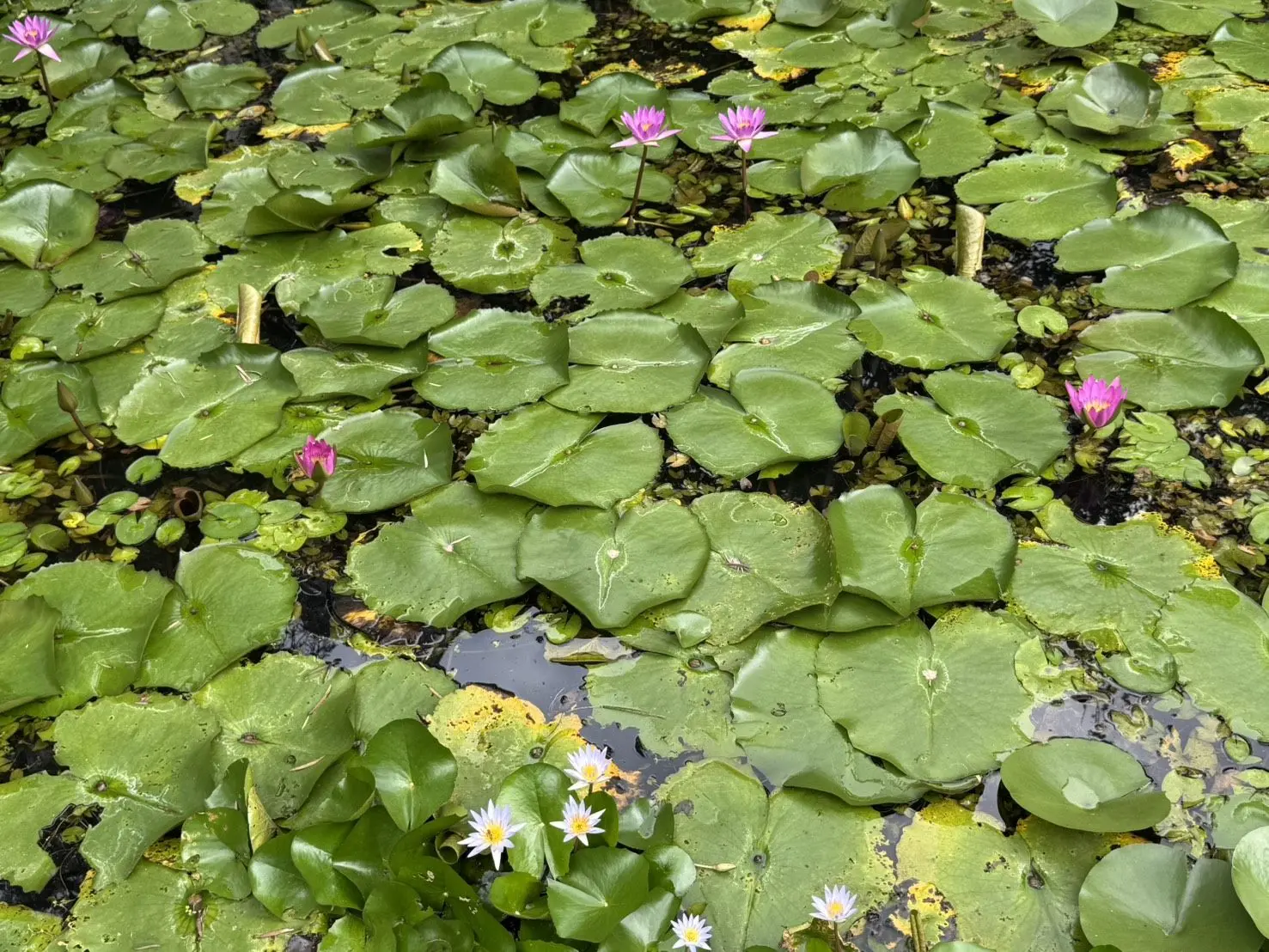 「睡蓮」為浮水植物，與蓮花大不同，其蓮葉緊貼著水面，通常花離水面不到30公分。陽明山公園管理所提供