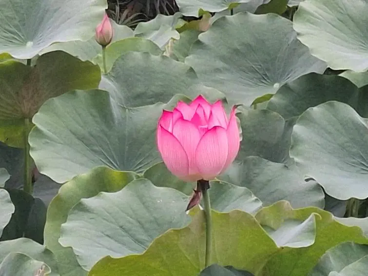 荷花又稱「蓮花」，屬於多年生水生植物，通常生長於池塘、湖泊等靜水環境，花色以粉紅、白色最常見。臺北市政府工務局公園路燈工程管理處提供