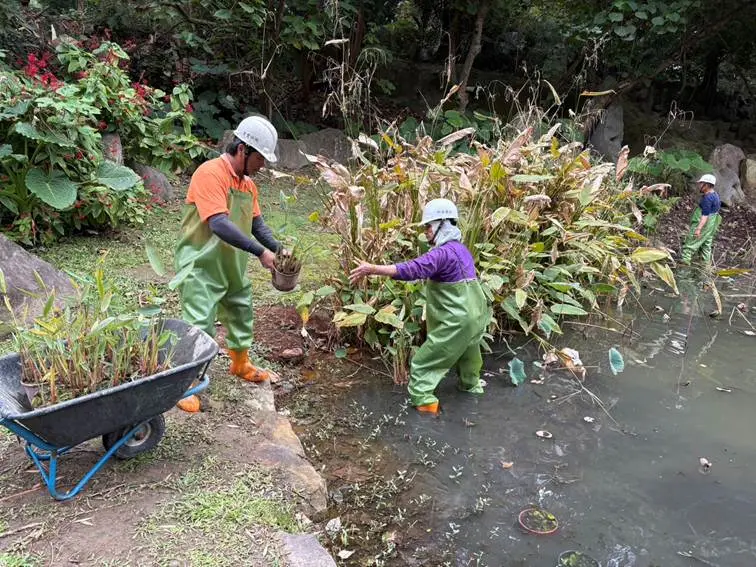 今年公園處也進行池底清淤及雜物清除等，並對改善生長不良之植株，同時新植水生植物。臺北市政府工務局公園路燈工程管理處提供