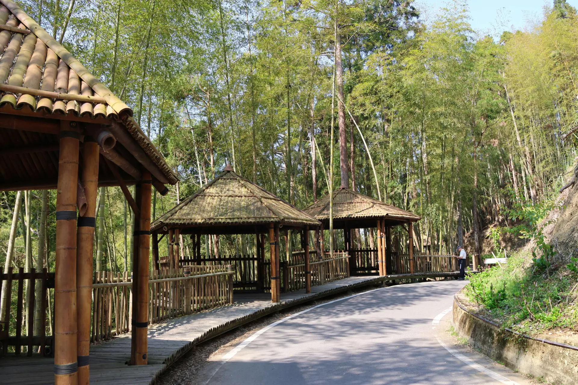 古坑草嶺石壁竹林地，獲全國首座公有林 FSC FM 國際管理驗證竹林地。雲林縣政府提供