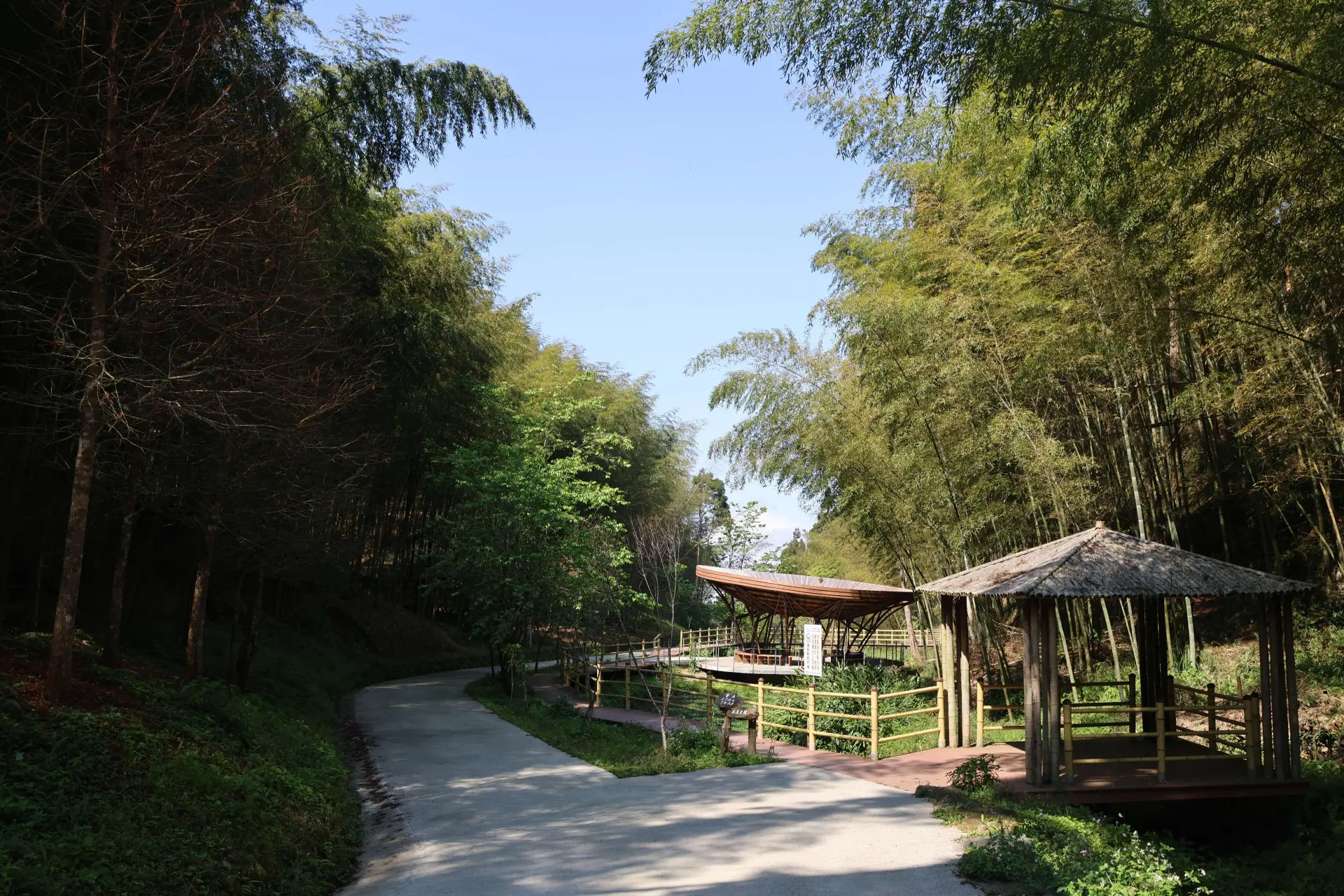 雲林古坑草嶺石壁竹創森獲全國首座公有林 FSC FM 國際管理驗證竹林地。雲林縣政府提供