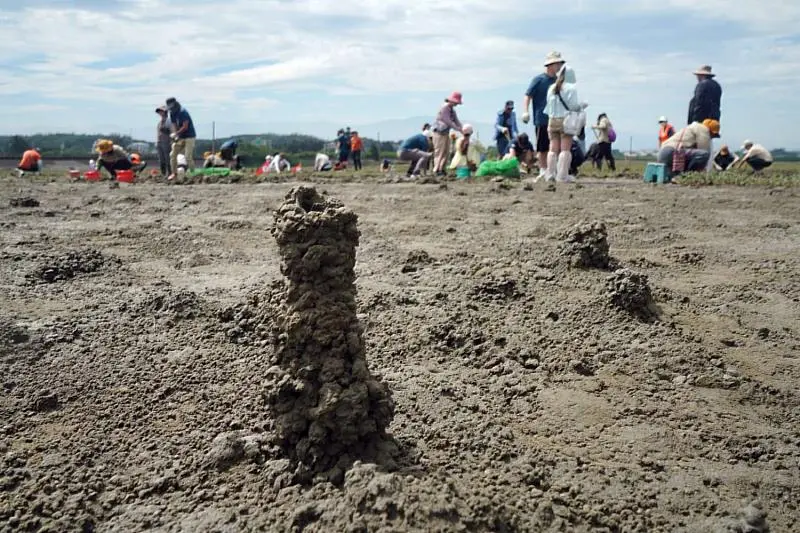 香山濕地潮間帶,臺灣旱招潮繁殖期會築起「煙囪」當新房。新竹市政府提供