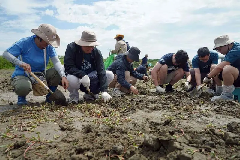 新竹科技業紛紛響應新竹香山濕地海馬齒移除工作。新竹市政府提供