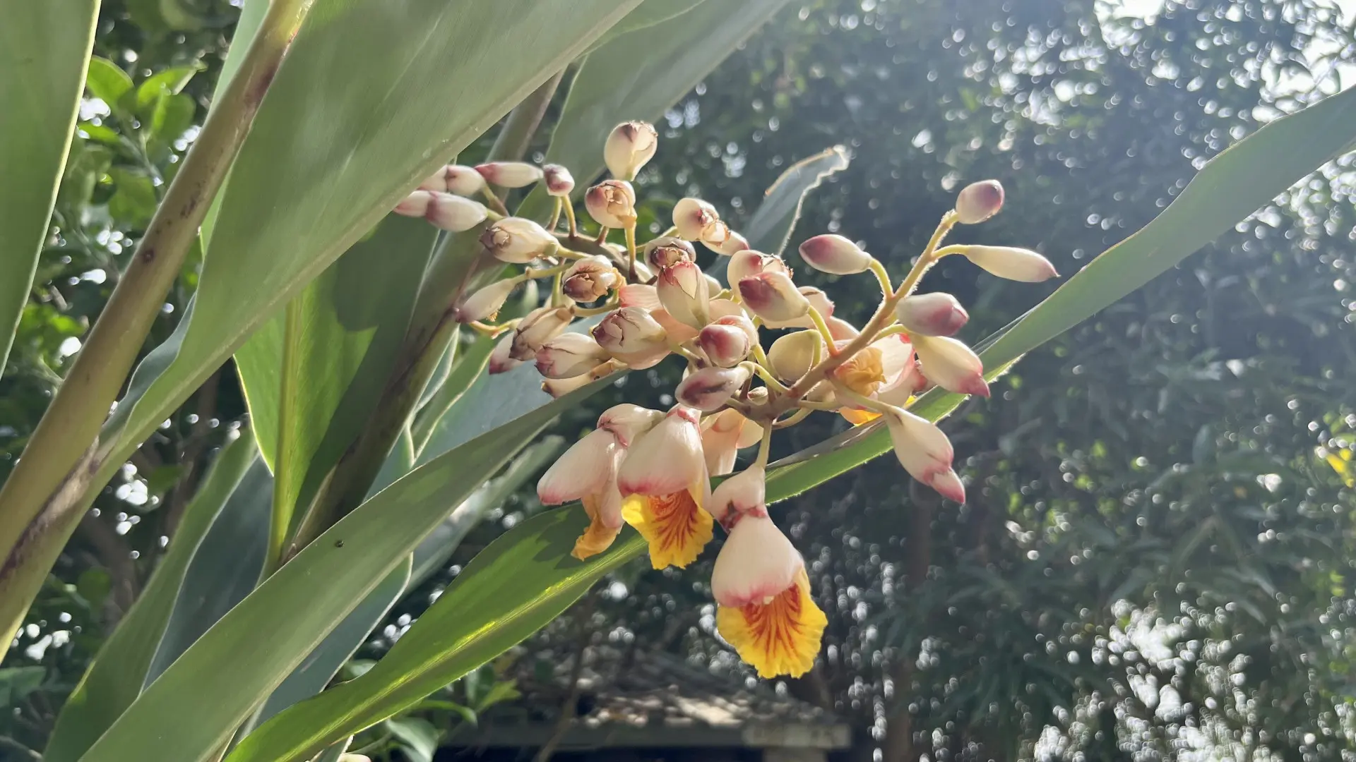 杜潘芳格筆下的月桃花，帶著母性與土地的豐饒意象。徐彩雲攝