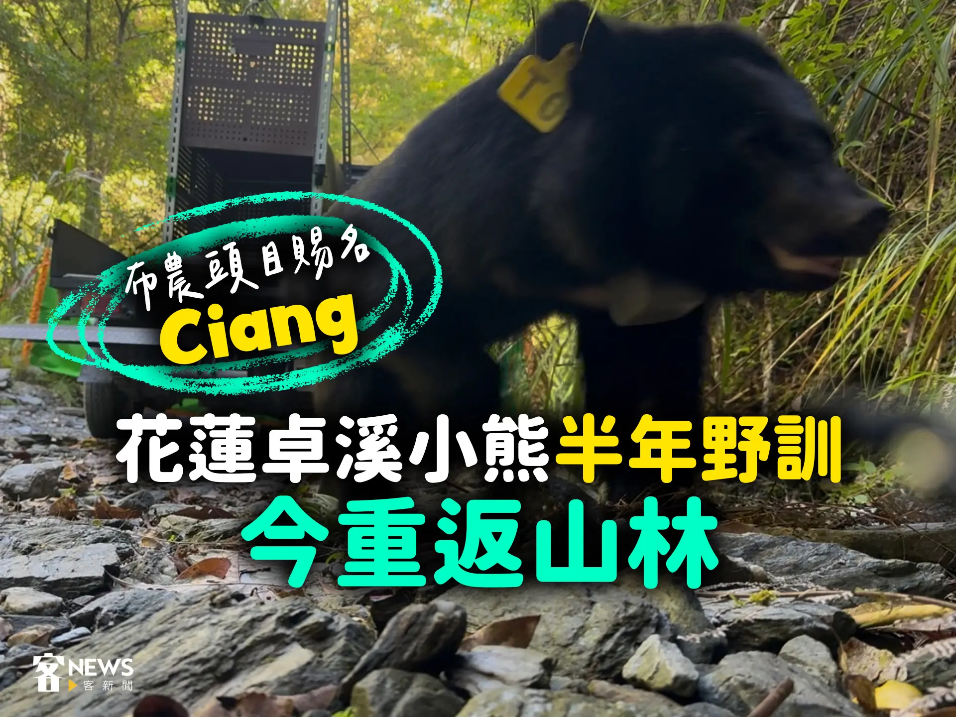布農頭目賜名「Ciang」　花蓮卓溪小熊半年野訓今重返山林