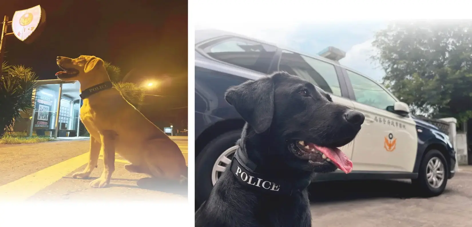 桃園警犬隊自2024年正式授階成軍後，除支援大型活動安全維護外，也投入各項犯罪偵查及治安勤務。翻攝桃園市政府警察局警犬隊臉書