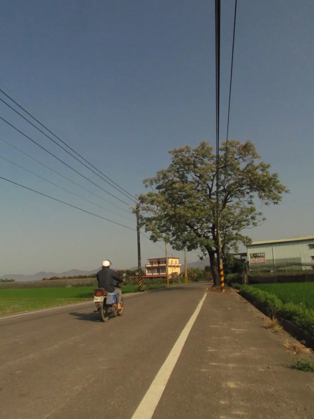 路邊的老苦楝樹看盡人世變化農村變遷。李慧宜攝