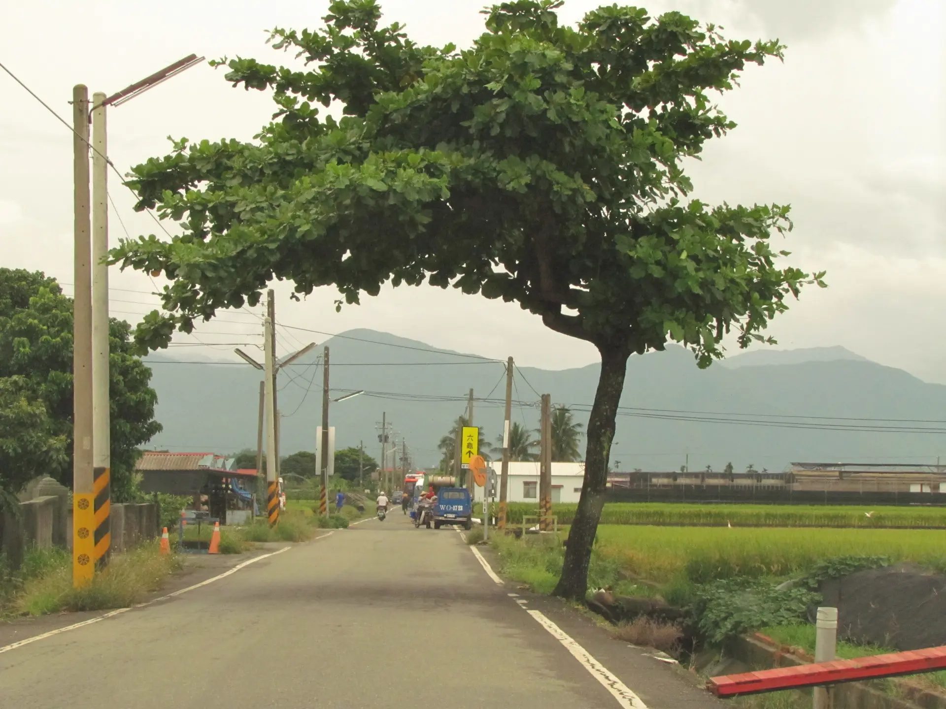產業道路旁路樹。李慧宜攝