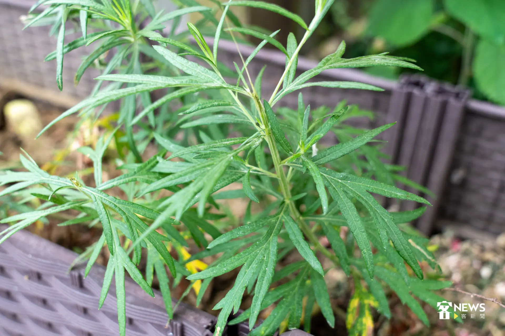 服務中心側邊花台內栽種可隨採即用的艾草,是客家傳統。李宥妍攝