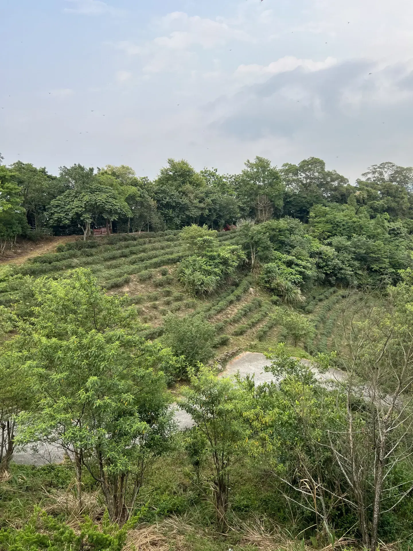 芎林鹿寮坑顯伯公茶園，跟一般茶園不一樣，也會有一些樹在其間。2026，芎林鹿寮坑。楊國鑫攝