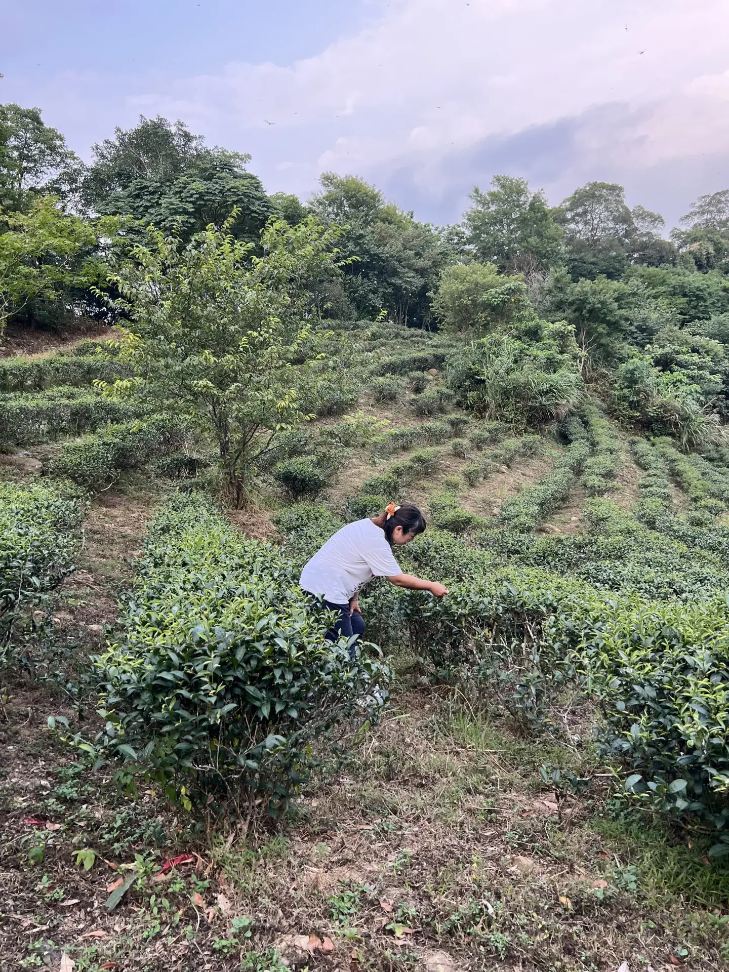芎林鹿寮坑顯伯公茶園，如果出現摘茶姑娘，不知會有阿哥跟她唱山歌嗎？2026，芎林鹿寮坑。楊國鑫攝