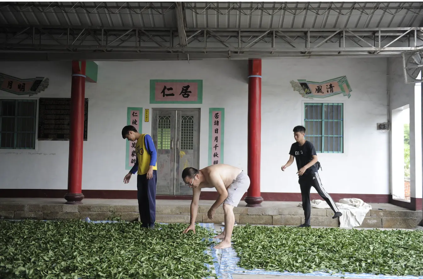 採完茶正在浪茶（翻茶）的賴傳莊父子。廖文琪攝