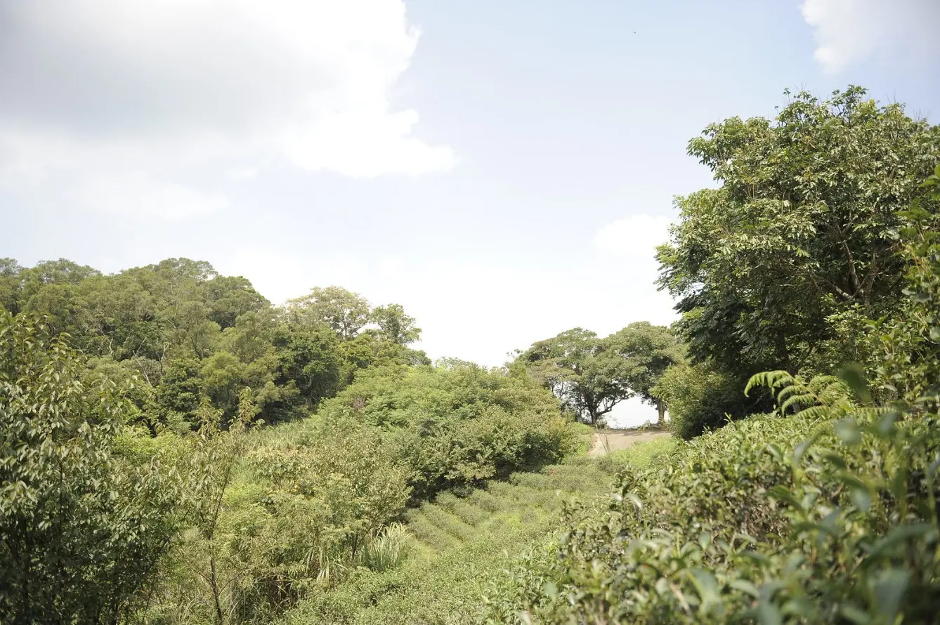 芎林鹿寮坑顯伯公旁的茶園。廖文琪攝