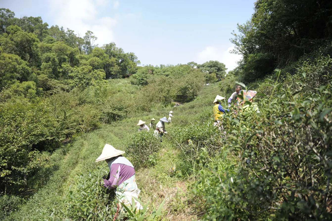 八旬阿婆們在顯伯公旁茶園，兩手熟練採著茶菁。廖文琪攝