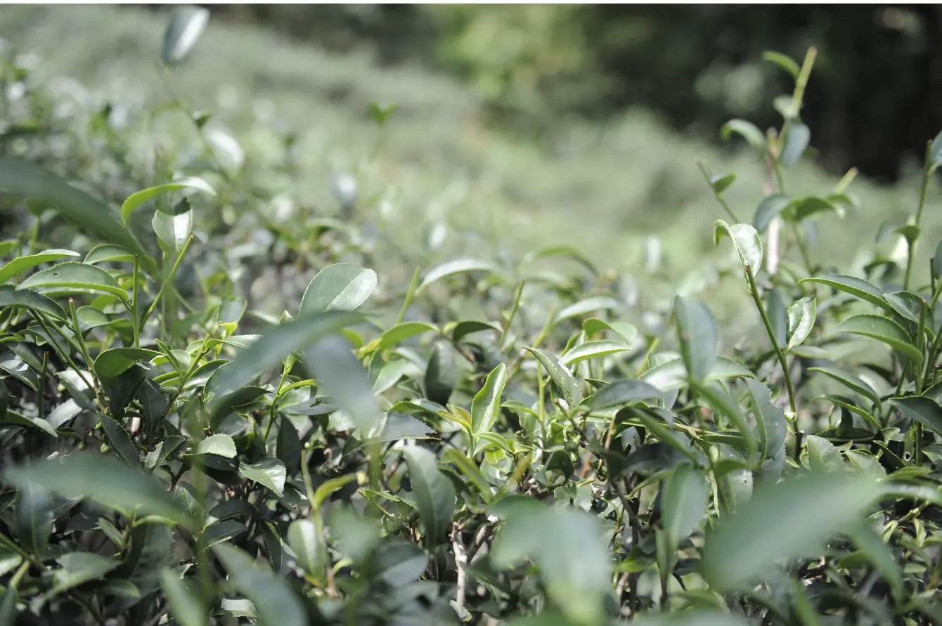 賴傳莊為了有乾淨、原味、健康的茶可喝，堅持種植與昆蟲、蜘蛛共生的生態茶。廖文琪攝