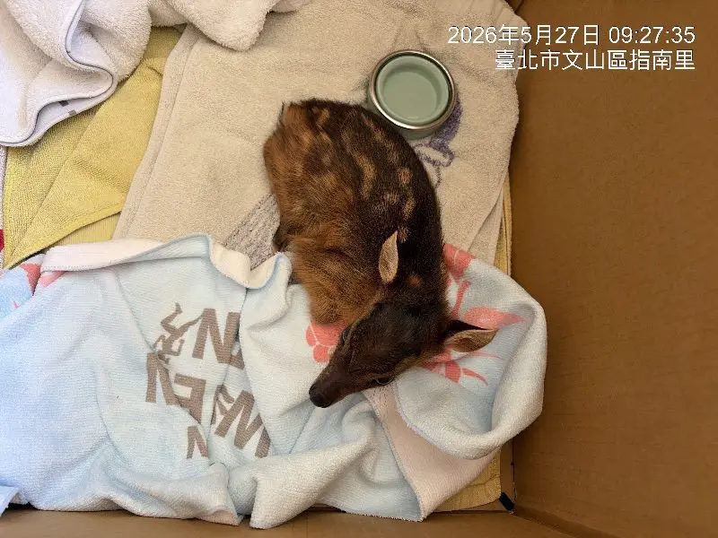 臺北市動物保護處在今年5月份救獲2隻年齡未滿4個月的幼年山羌。臺北市動物保護處提供