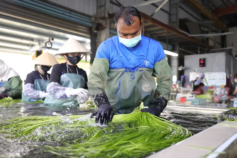 45歲泰籍移工康財在高雄美濃農場中熟練地處理野蓮。對他而言,這片異鄉農村不僅是打拚之地,與泰國鄉下相似風景,早已成為他第二個家。中央社