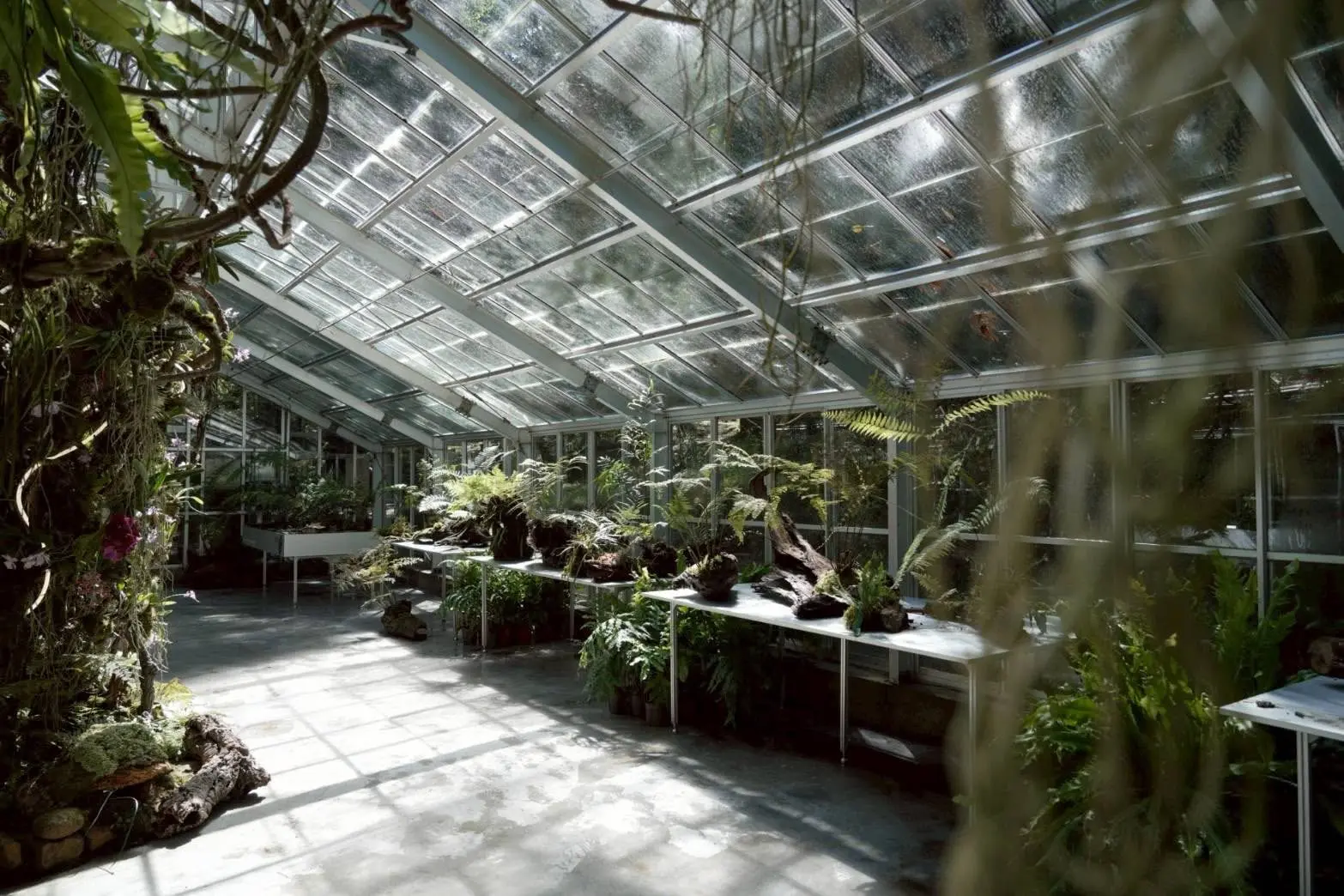 浮光界展出以阿里山為名的高山植物，透過藝術家策展手法，展現高山雲霧繚繞意象。翻攝阿里山森林遊樂區臉書