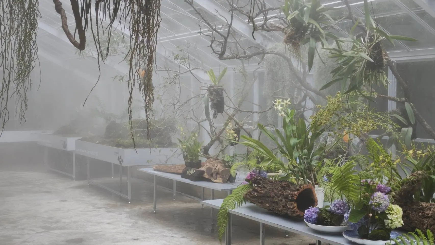 浮光界展出以阿里山為名的高山植物，透過藝術家策展手法，展現高山雲霧繚繞意象。翻攝阿里山森林遊樂區臉書