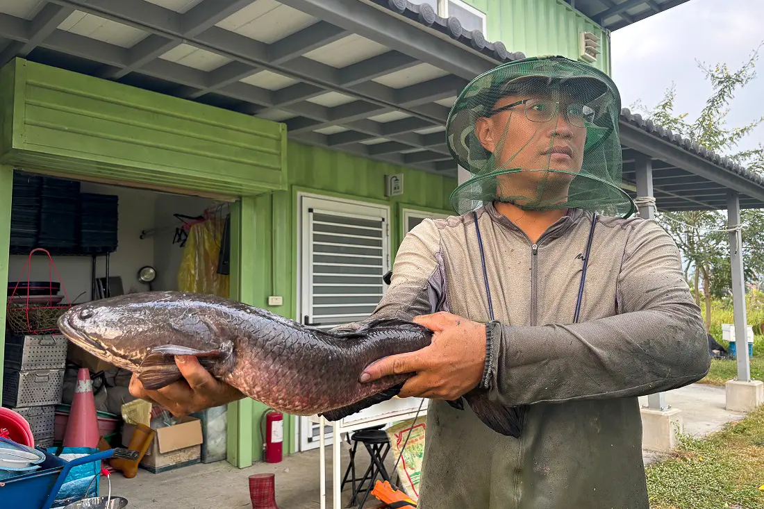 自然水域有外來種泰國鱧會攻擊水雉蛋和雛鳥，野蓮池是人工水域，對水雉反而比較安全。李慧宜攝