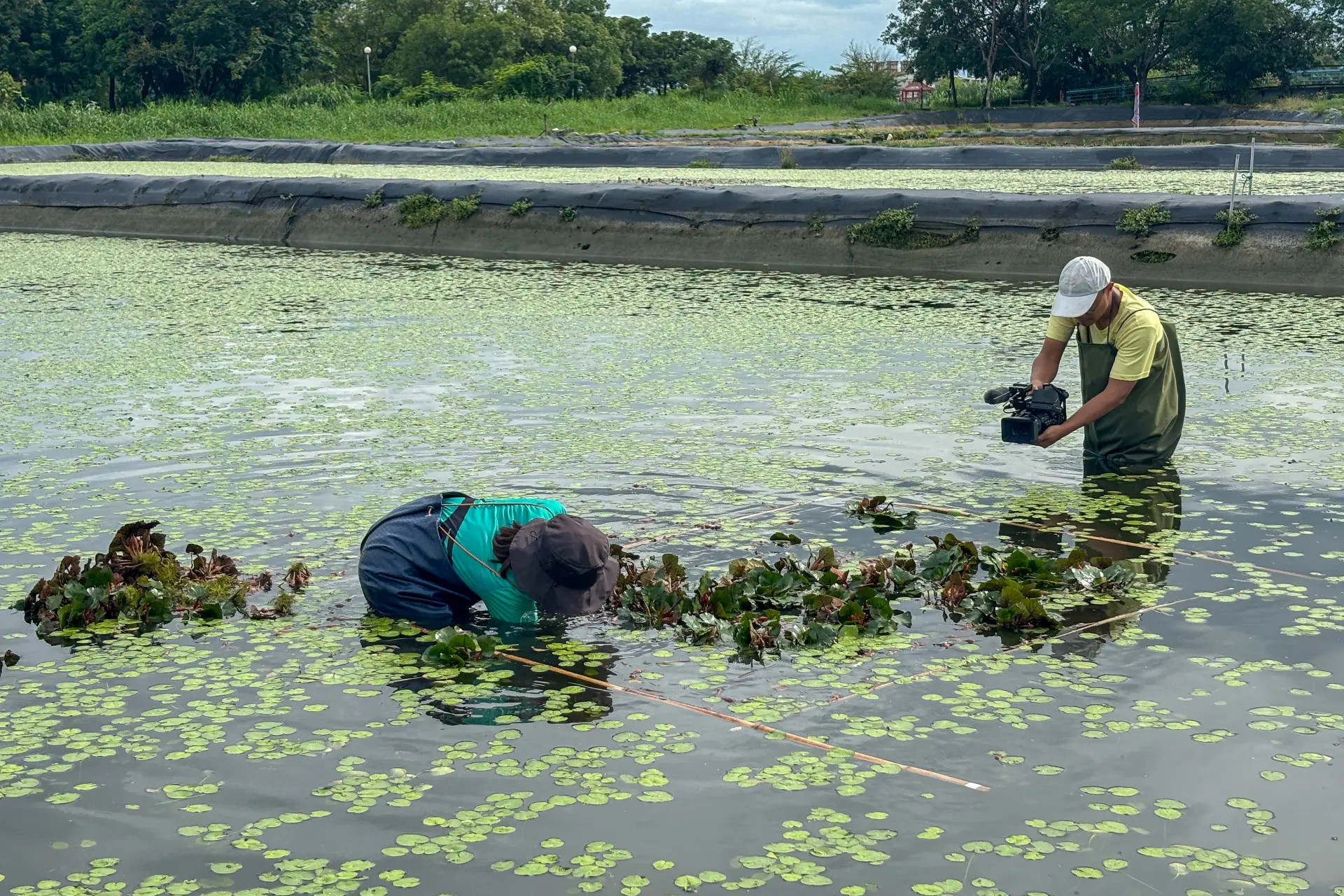 美濃湖水雉棲地工作站人員在野蓮池種菱角。李慧宜攝