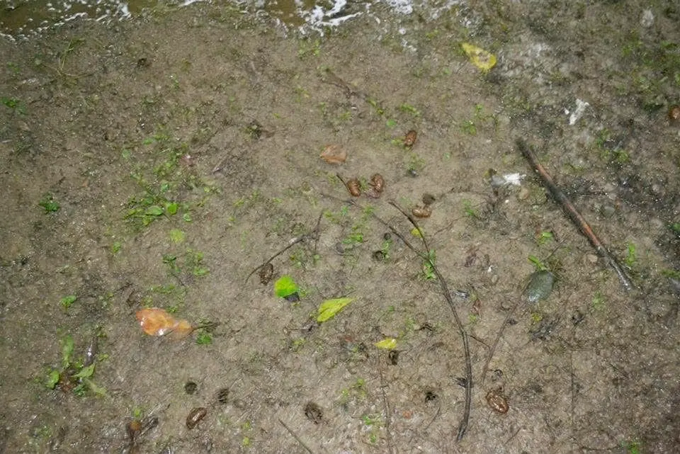 在六月初那一陣大雨，把都市公園許多出土的幼蟲都溺死了。陳權欣攝