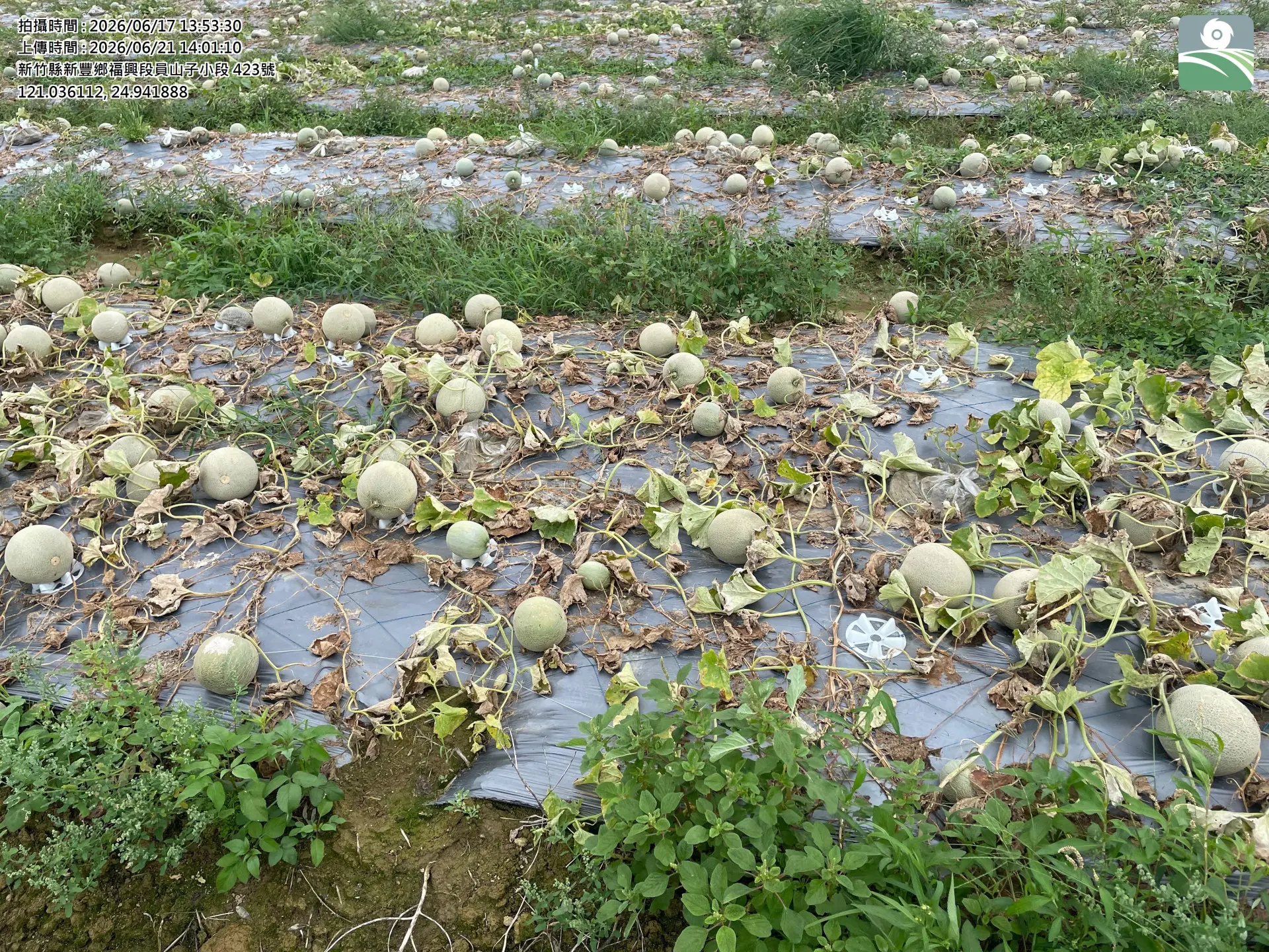 新竹湖口新豐洋香瓜災損。新竹縣政府提供