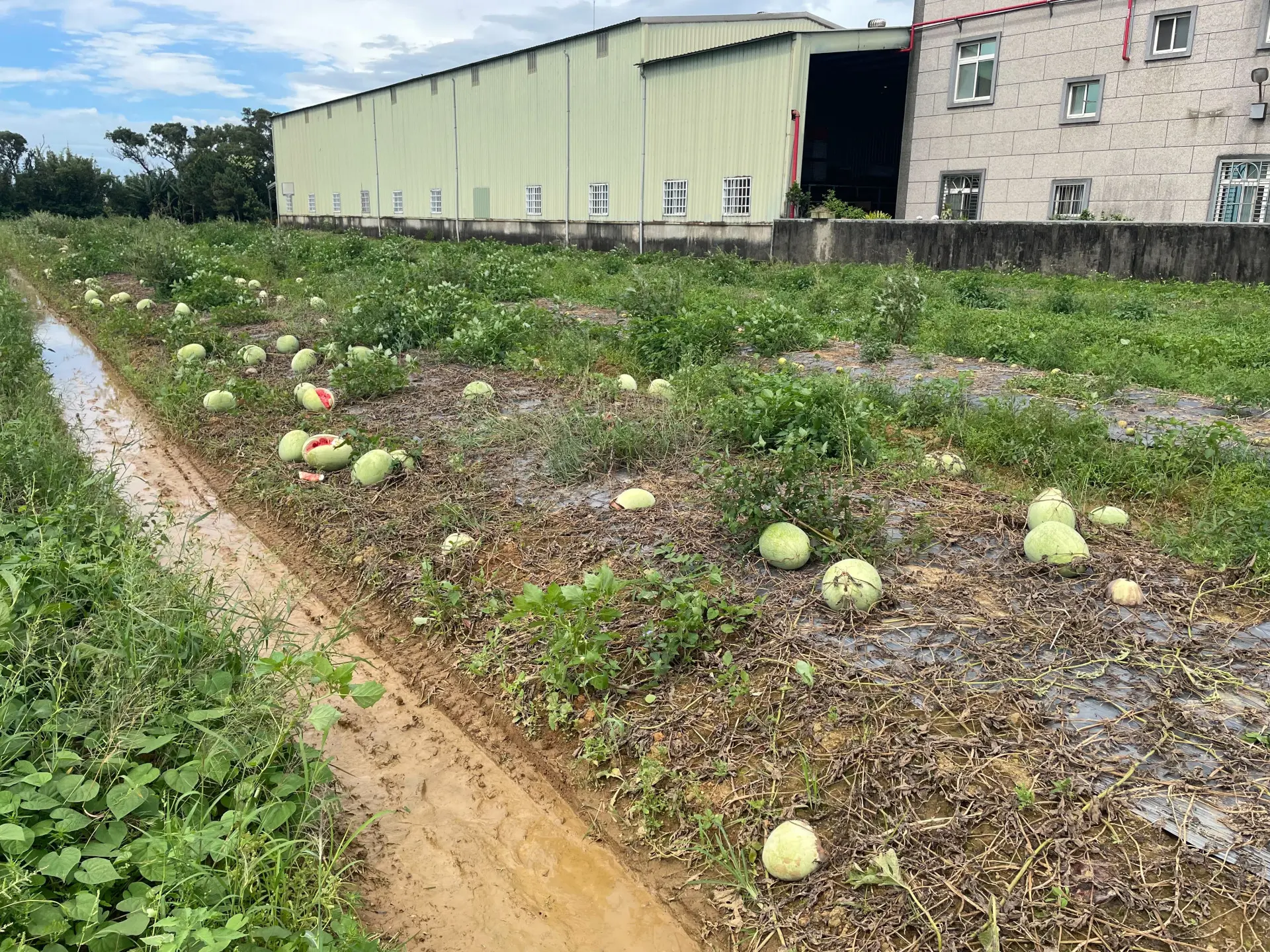 新竹湖口新豐西瓜災損。新竹縣政府提供