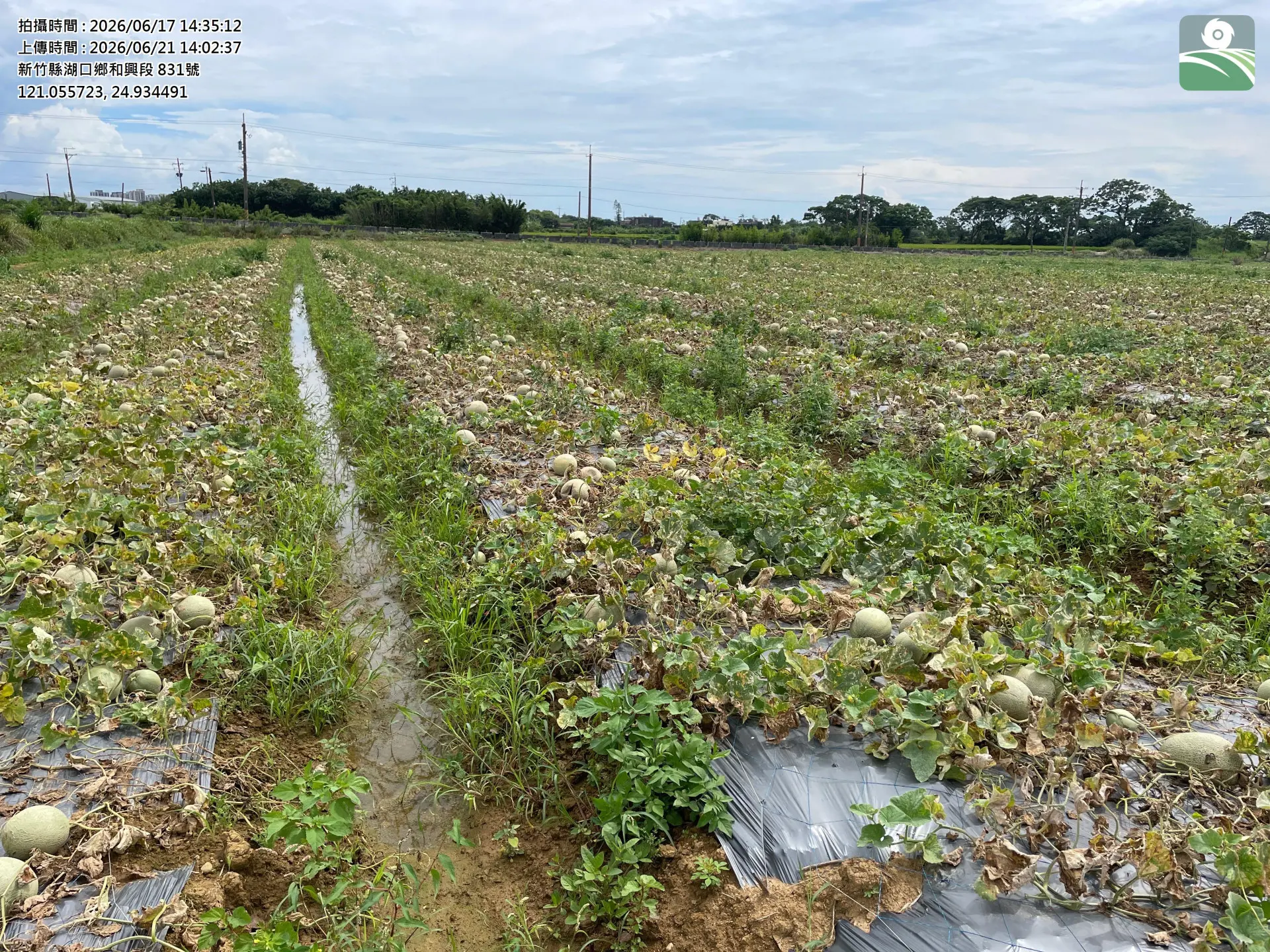 新竹湖口新豐洋香瓜災損。新竹縣政府提供