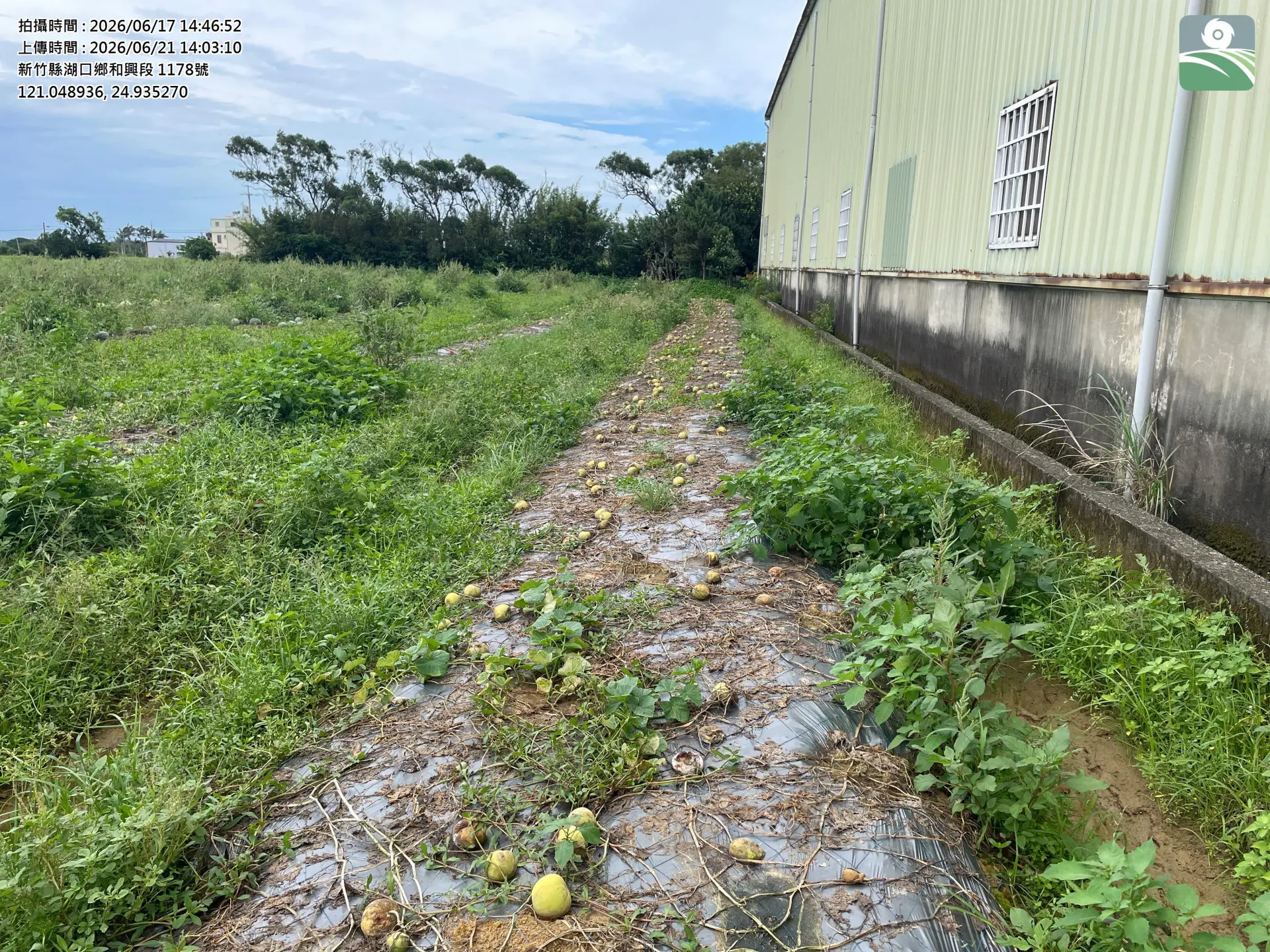 新竹湖口新豐香瓜災損。新竹縣政府提供