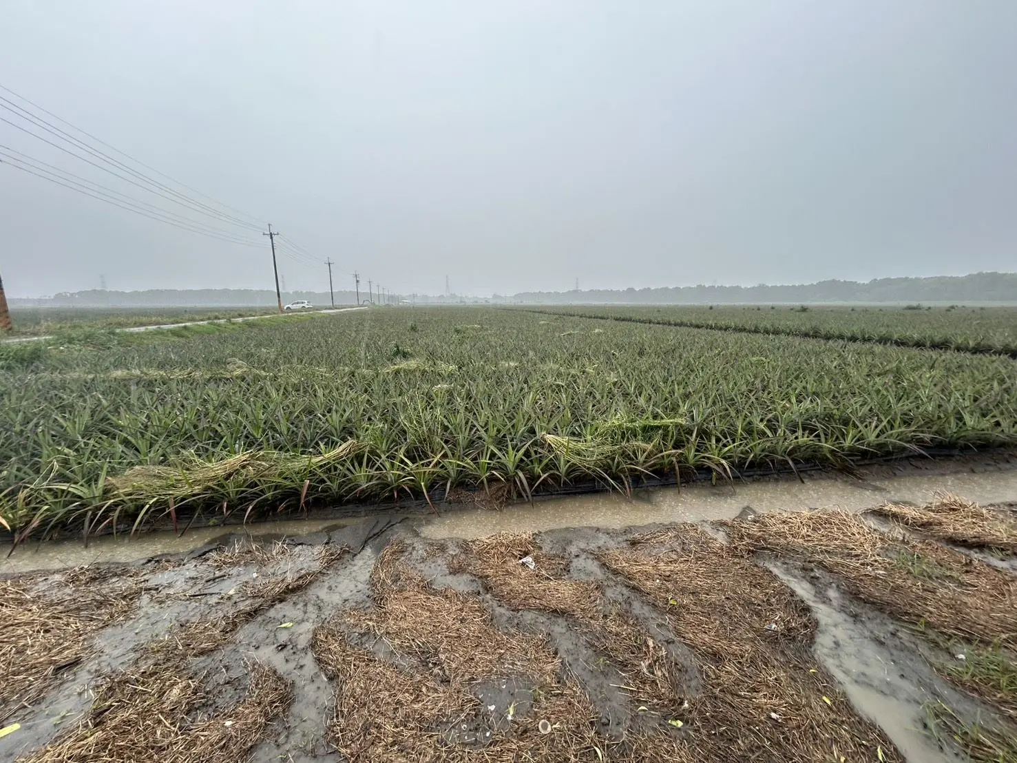 豪大雨造成屏東農作物損失慘重。屏東縣政府提供