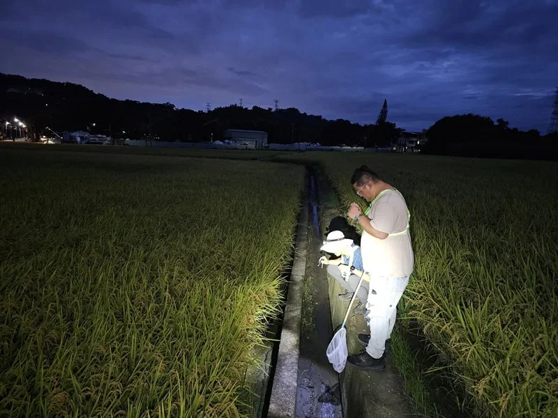 海蟾蜍2021年首次在草屯現蹤，林保署南投分署結合當地御史社區居民展開巡查移除行動。林保署南投分署提供